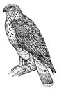 Buzzard coloring page