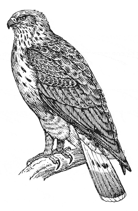 free Buzzard coloring page