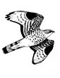 Buzzard coloring page