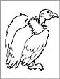 Buzzard coloring page