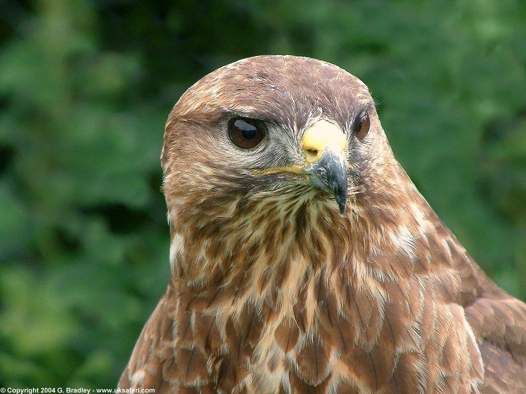 free Buzzard wallpaper wallpapers download