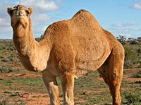 Camel image