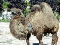 Camel picture