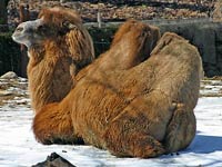 Camel image