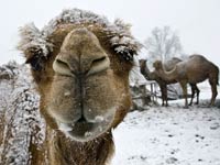 Camel image