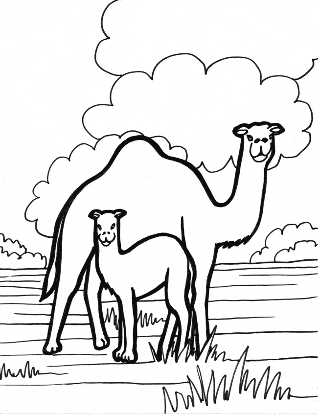 free Camel coloring page