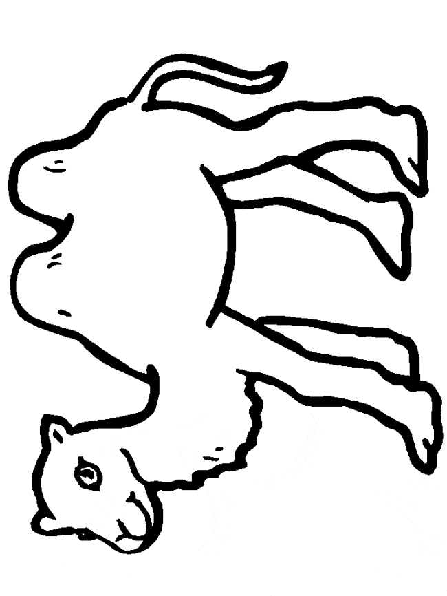 free Camel coloring page