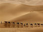 Camel wallpaper