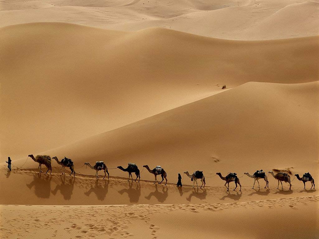 free Camel wallpaper wallpapers download