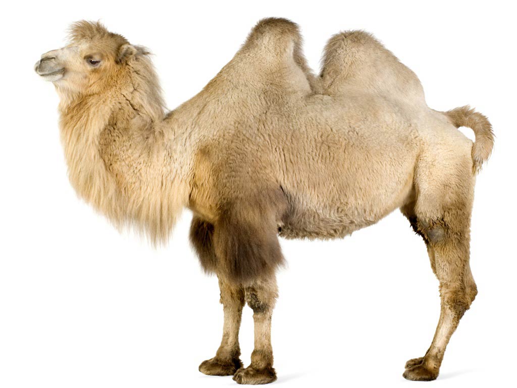 free Camel wallpaper wallpapers download