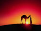 Camel wallpaper