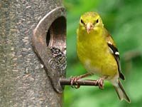 Canary picture
