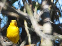 Canary in a tree