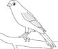 Canary coloring page