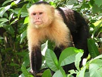 Capuchin Monkey image