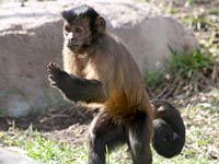Capuchin Monkey picture