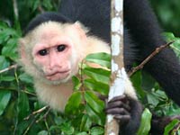 Capuchin Monkey image