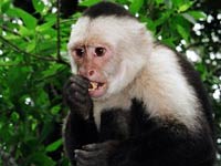Capuchin Monkey image