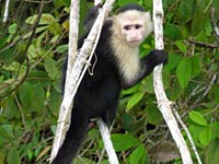 Capuchin Monkey image