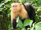 Capuchin Monkey wallpaper