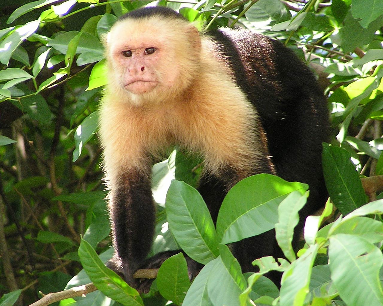 free Capuchin Monkey wallpaper wallpapers download