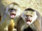 capuchin monkey wallpapers