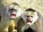 Capuchin Monkey wallpaper