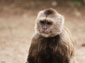 Capuchin Monkey wallpaper