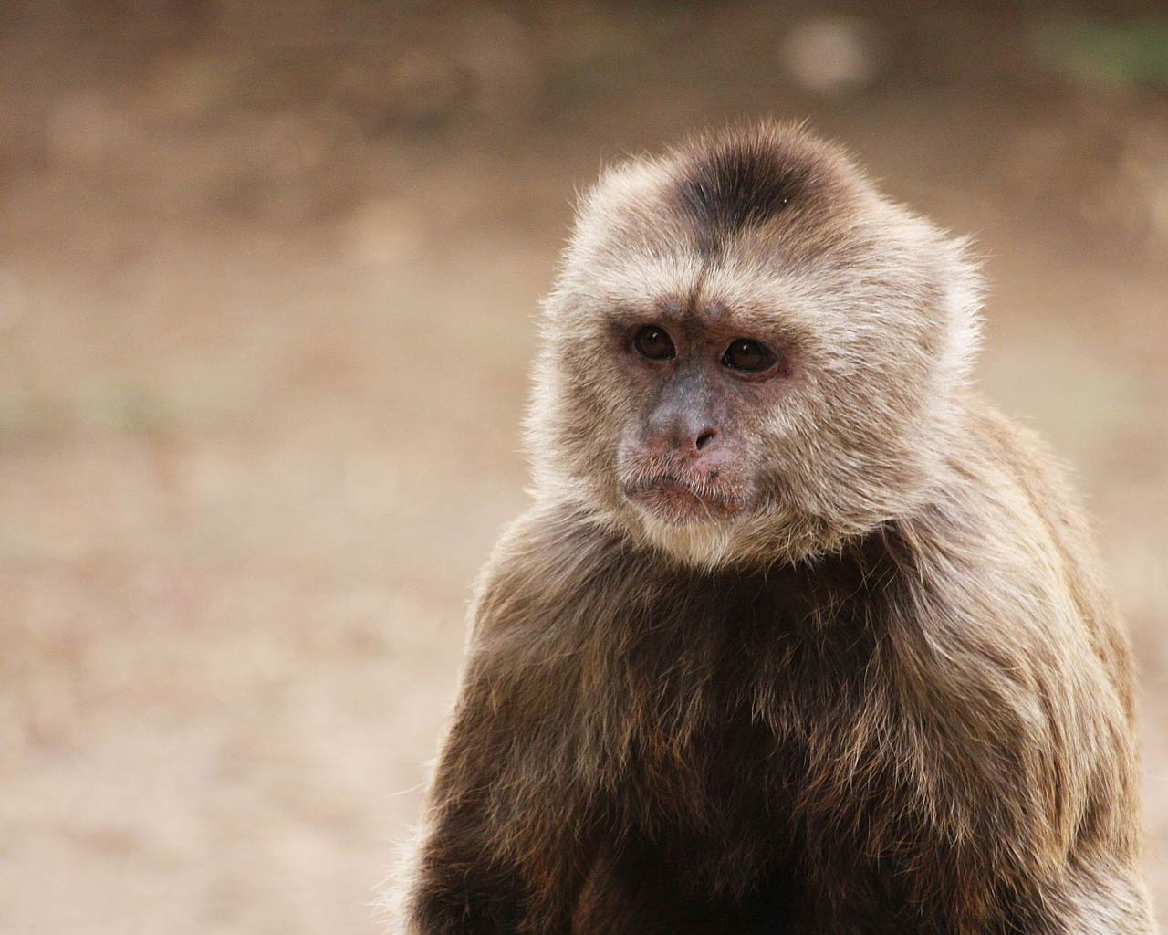 Free Capuchin Monkey Wallpaper - Animals Town
