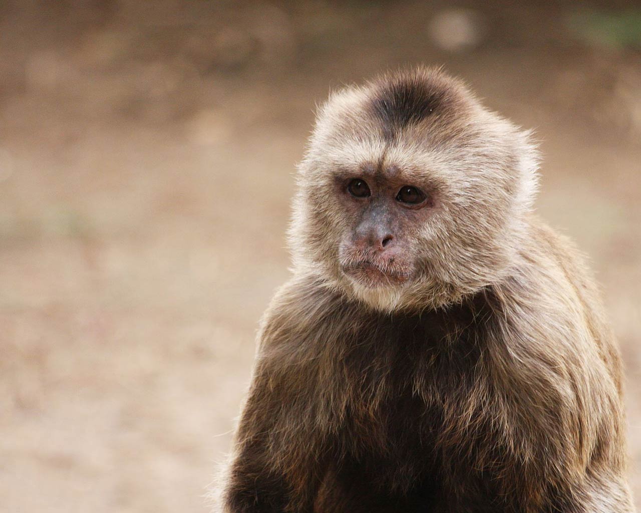 free Capuchin Monkey wallpaper wallpapers download