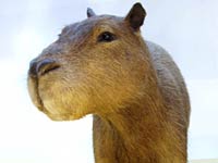 Capybara picture