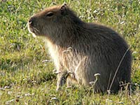 Capybara picture