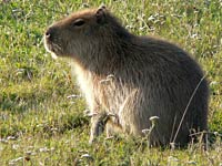 Capybara image