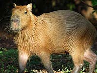 Capybara image