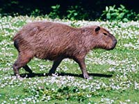 Capybara image