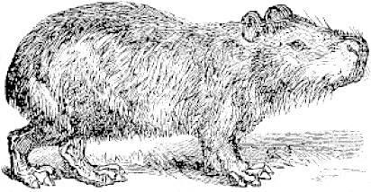 free Capibara coloring page