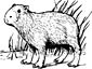 Capybara coloring page