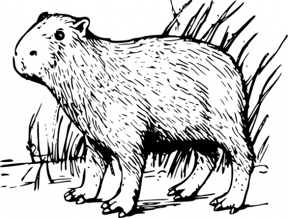 free Capibara coloring page