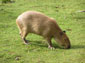 Capybara wallpaper