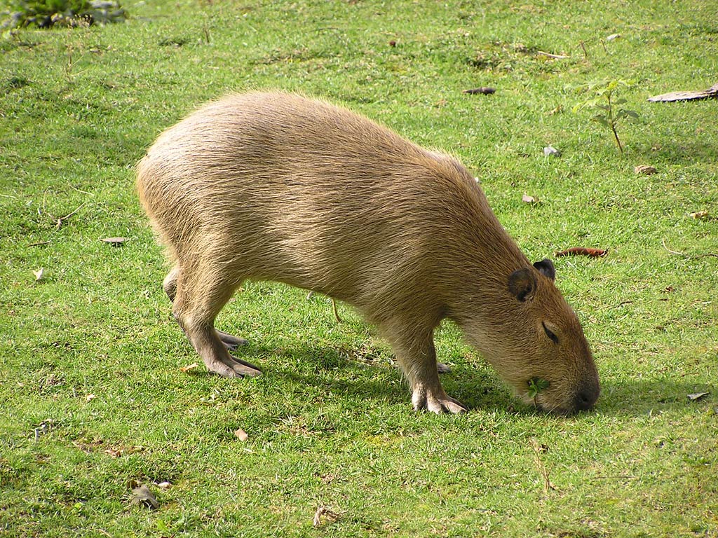 free Capibara wallpaper wallpapers download