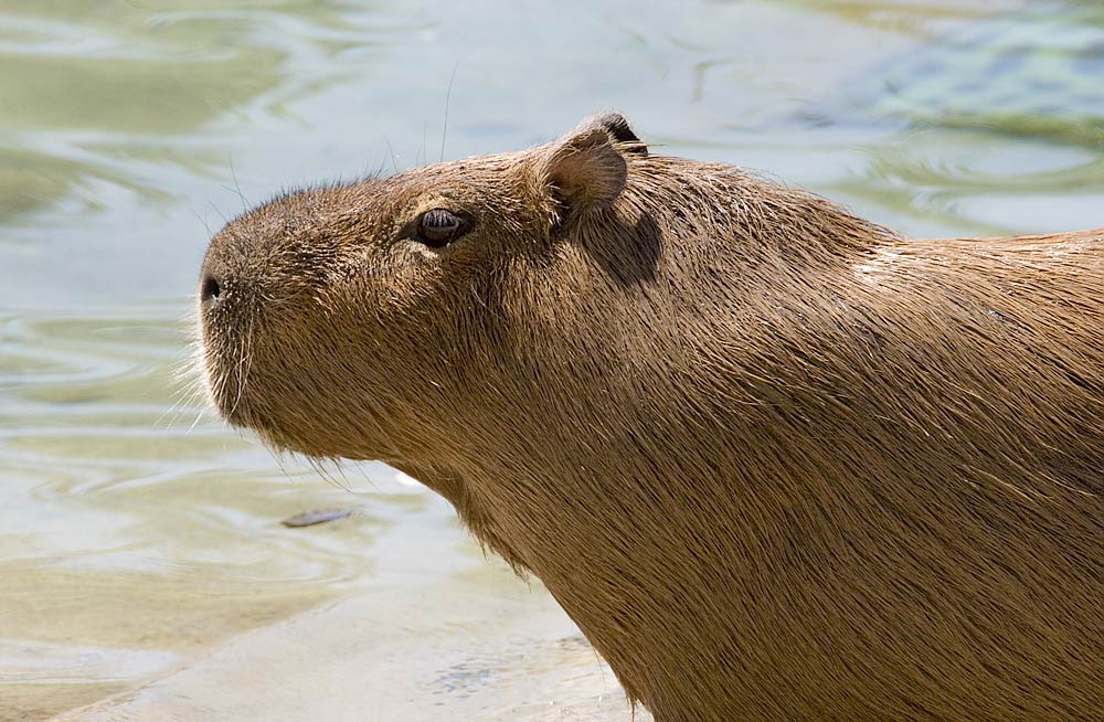 free Capibara wallpaper wallpapers download