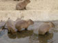 capybara