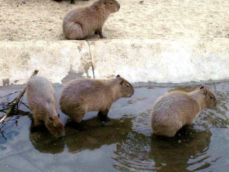 free Capibara wallpaper wallpapers download