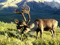 Caribou image