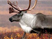 Caribou image