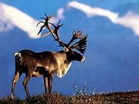 Caribou image