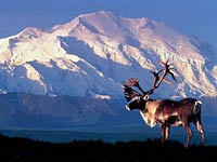 Caribou image