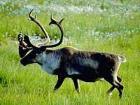 Caribou image