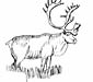 Caribou coloring page