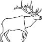 Caribou coloring page